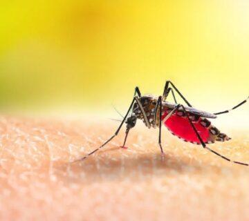 تب دانگی حشره