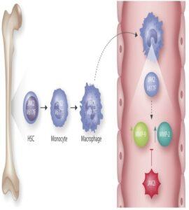 V617F mutation in JAK2 gene