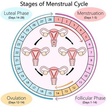 عکس چرخه قاعدگی