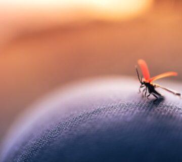 بیماری سالک