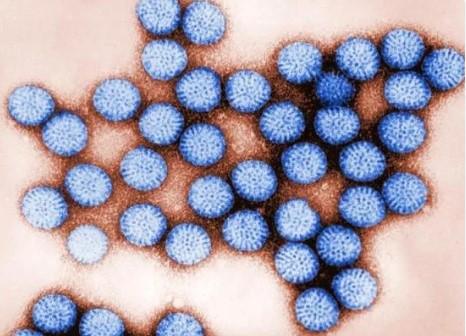 عکس ویروس روتا