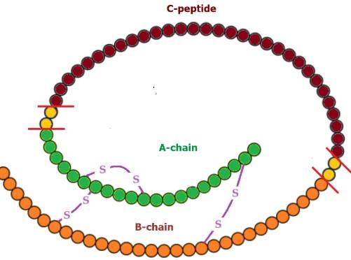 سی پپتید و عکس آن