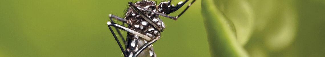 ویروس چیکونگونیا