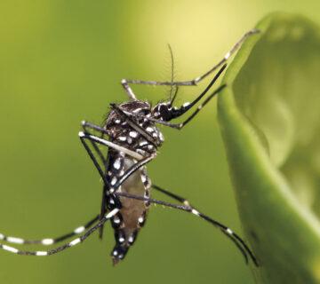 ویروس چیکونگونیا